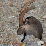 Stambecco (Capra ibex)