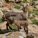 Stambecco (Capra ibex)