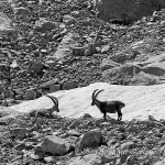 Stambecchi (Capra ibex)
