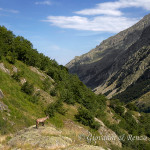 Stambecco (Capra ibex)