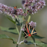 Falena dell’edera (Euplagia quadripunctaria)