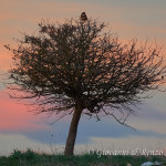 Poiana su albero al tramonto