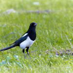 Gazza (Pica pica)