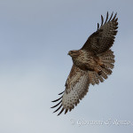 Poiana (Buteo buteo)
