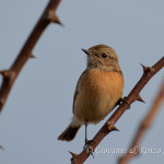 Saltimpalo (Saxicola rubicola)