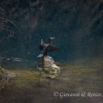 Cormorano (Phalacrocorax carbo)