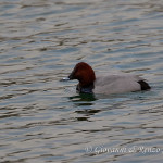Moriglione (Aythya ferina)