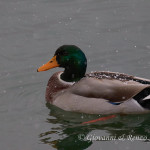 Germano reale (Anas platyrhynchos)