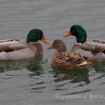 Germano reale (Anas platyrhynchos)