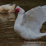 Anatra muta (Cairina moschata)