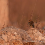 Beccamoschino (Cisticola juncidis)