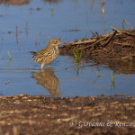 Pispola (Anthus pratensis)