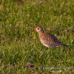 Piviere dorato (Pluvialis apricaria)