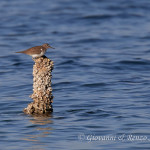 Piro piro piccolo (Actitis hypoleucos)