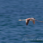 Fenicottero rosa (Phoenicopterus roseus)