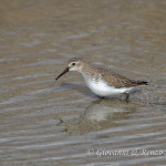 Piovanello pancianera (Calidris alpina)