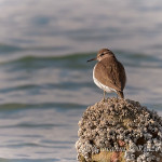 Piro piro piccolo (Actitis hypoleucos)