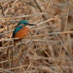 Martin pescatore (Alcedo atthis)