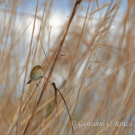 Luì piccolo (Phylloscopus collybita)