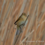 Luì piccolo (Phylloscopus collybita)