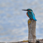 Martin pescatore (Alcedo atthis)