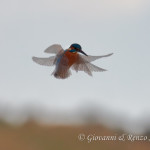 Martin pescatore (Alcedo atthis)