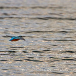 Martin pescatore (Alcedo atthis)