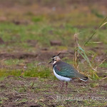 Pavoncella (Vanellus vanellus)