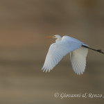 Airone bianco maggiore (Ardea alba)