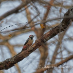 Picchio rosso mezzano (Dendrocoptes medius)