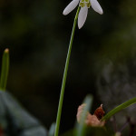 Bucaneve (Galanthus nivalis)