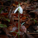 Bucaneve (Galanthus nivalis)