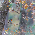 Pettirosso (Erithacus rubecula)
