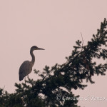 Airone cenerino (Ardea cinerea)