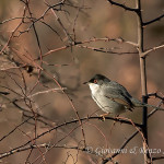 Occhiocotto (Sylvia melanocephala)