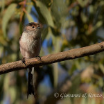 Codibugnolo (Aegithalos caudatus)