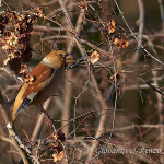 Frosone comune (Coccothraustes coccothraustes)