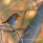 Pettirosso (Erithacus rubecula)