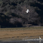Spatola (Platalea leucorodia)