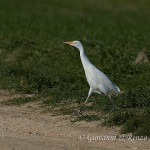 Airone guardabuoi (Bubulcus ibis)