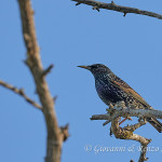 Storno (Sturnus vulgaris)