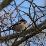 Codibugnolo (Aegithalos caudatus)