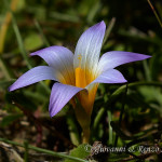 Zafferanetto comune (Romulea bulbocodium)
