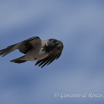 Cornacchia grigia (Corvus cornix)