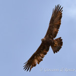 Aquila reale (Aquila chrysaetos)