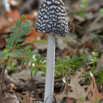 Coprinus picaceus
