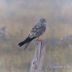 Albanella minore (Circus pygargus) maschio immaturo