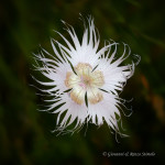 Garofano di Montpellier (Dianthus hyssopifolius)
