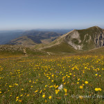 Fioriture nei pressi della cima di monte Vettore