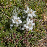 Stella alpina (Leontopodium alpinum)